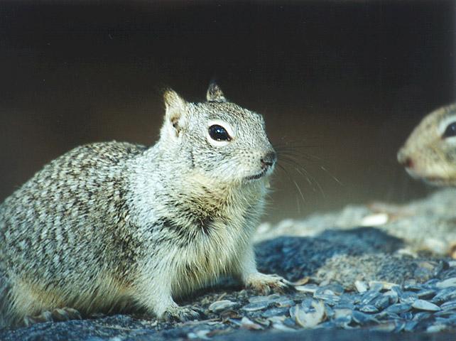 Jan09-California Ground Squirrel-by Gregg Elovich.jpg