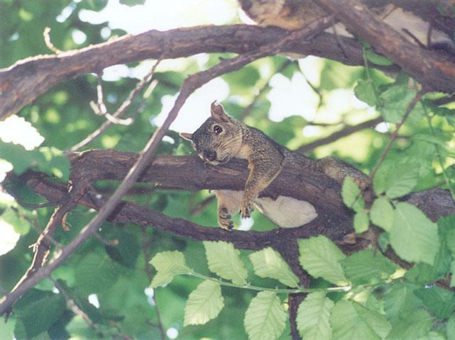 Jan14-Fox Squirrel-by Gregg Elovich.jpg