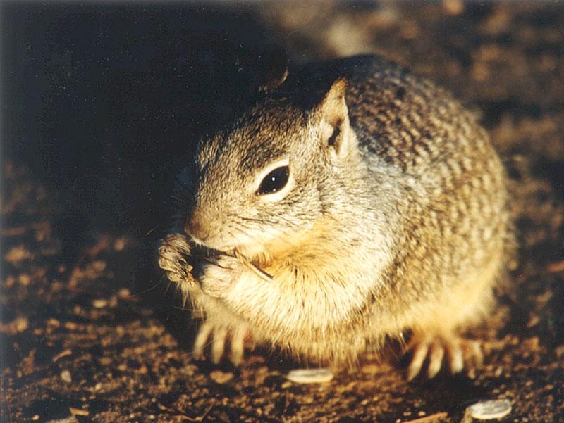 Jan15-California Ground Squirrel-by Gregg Elovich.jpg