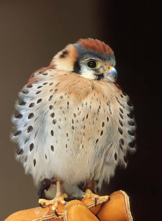 Kestrel Fluffed-Sparrowhawk-by Shirley Curtis.jpg