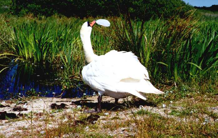 Knzw2-Mute Swan-by Eduardo Sabal.jpg