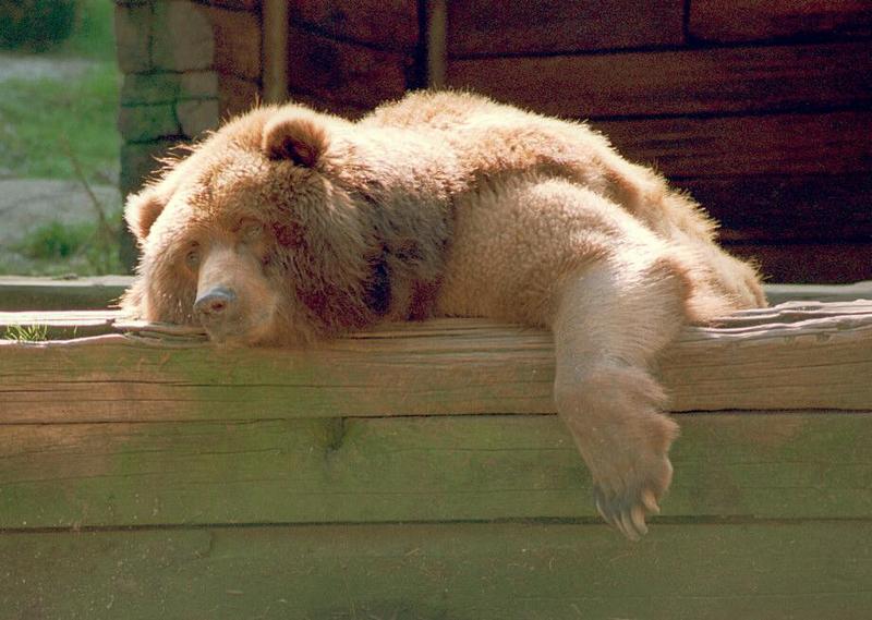 Kodiak Bear001-by Ralf Schmode.jpg