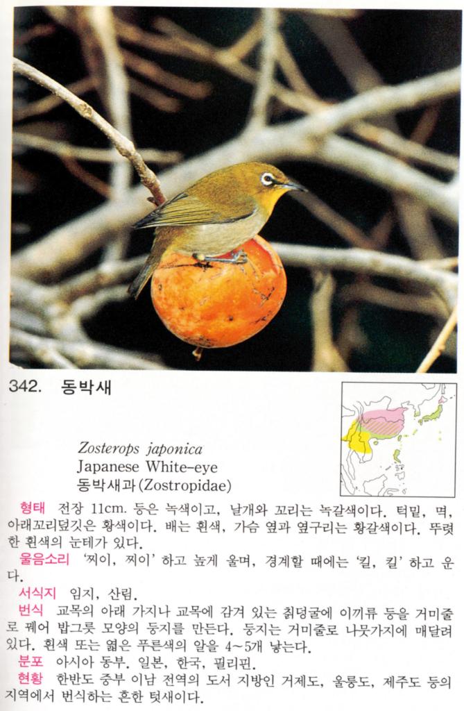 KoreanBird-Japanese White-eye J02-Zosterops japonica.jpg