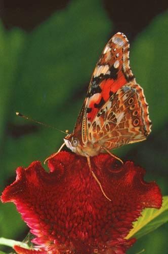 KoreanButfly01-Indian red admiral butterfly.jpg