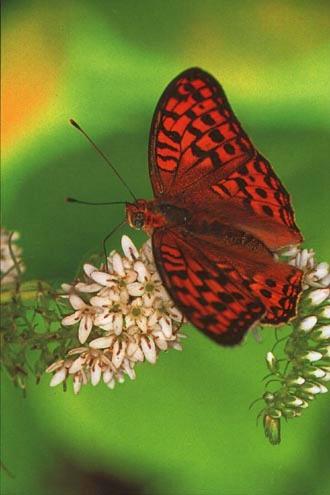 KoreanButfly02-High brown fritillary butterfly.jpg