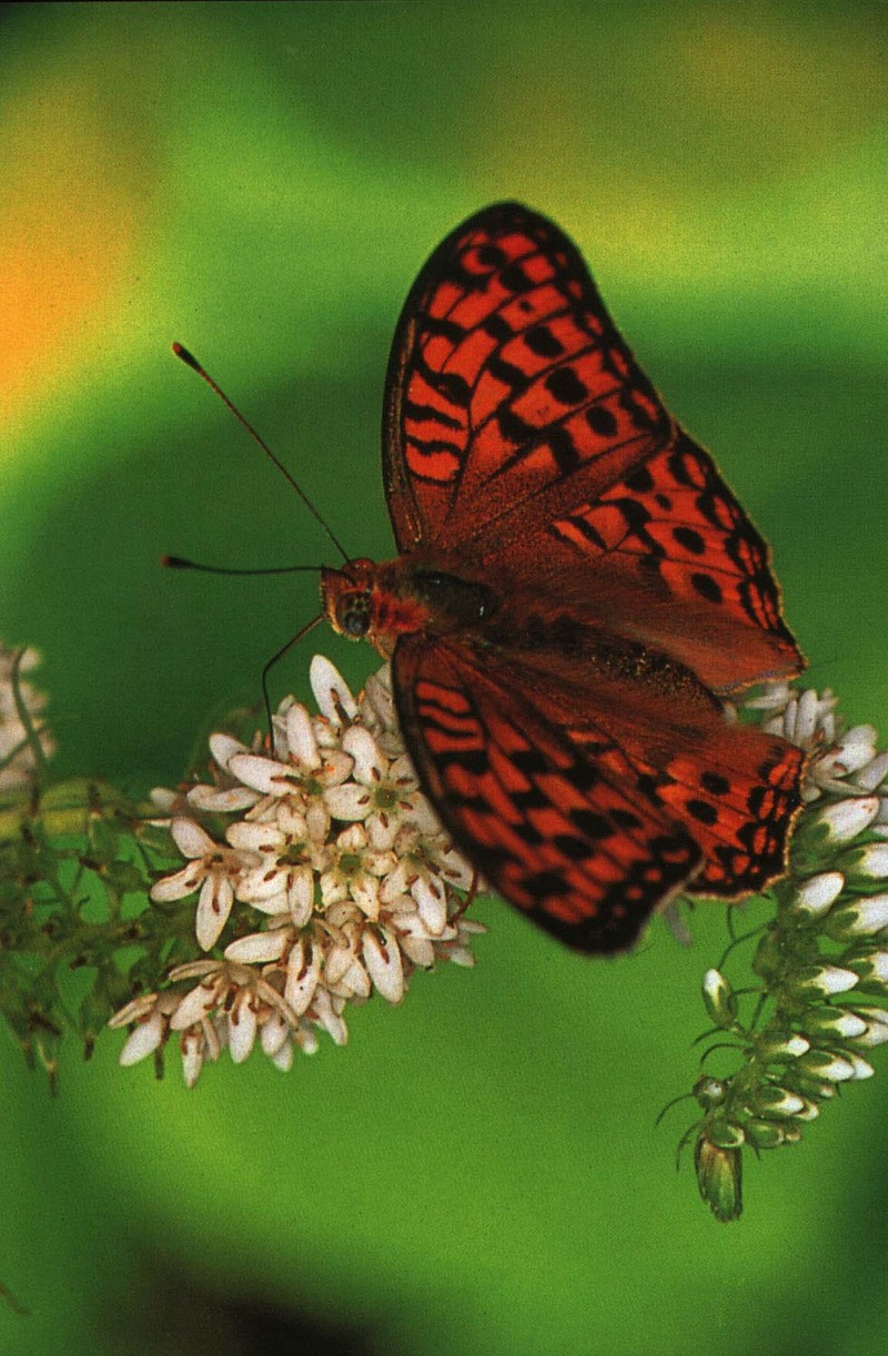 KoreanButfly02L-High brown fritillary butterfly.jpg