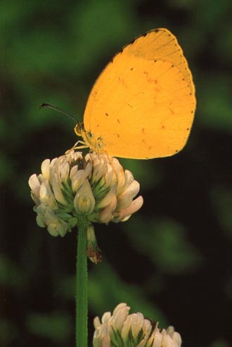 KoreanButfly03-Common grass yellow butterfly.jpg