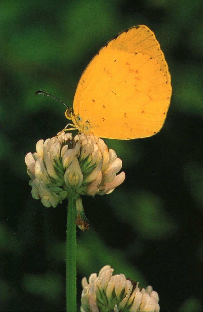 KoreanButfly03L-Common grass yellow butterfly.jpg