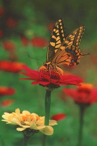 KoreanButfly06-Common swallowtail butterfly.jpg