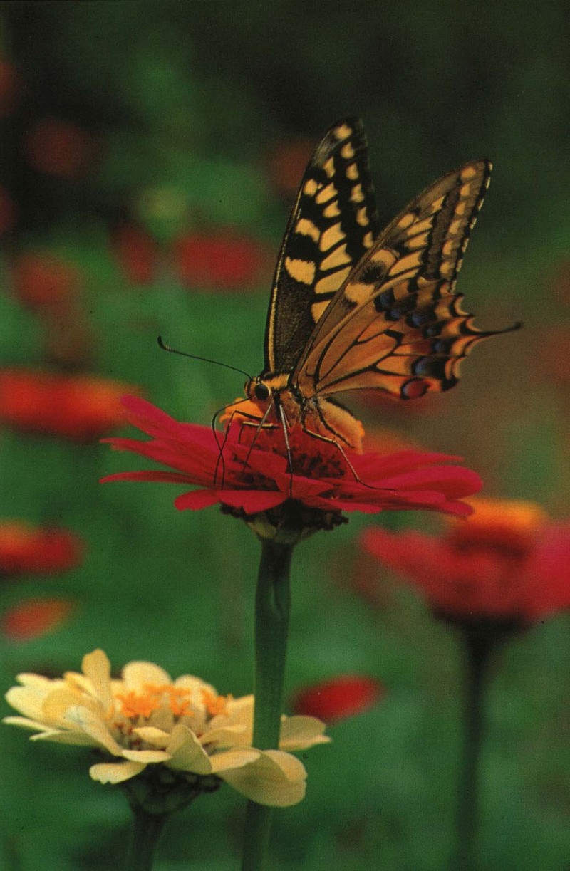KoreanButfly06L-Common swallowtail butterfly.jpg