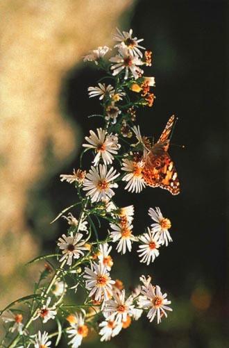 KoreanButfly08-Painted lady butterfly.jpg