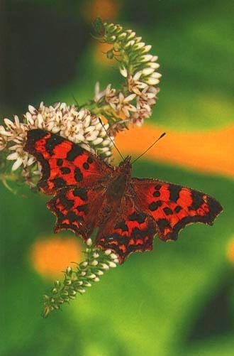 KoreanButfly09-Common comma butterfly.jpg