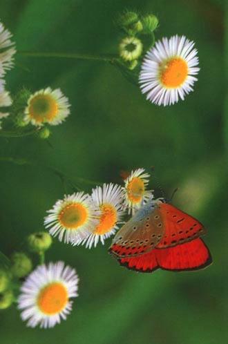 KoreanButfly10-Large copper butterfly.jpg