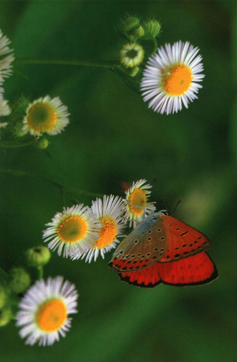 KoreanButfly10L-Large copper butterfly.jpg