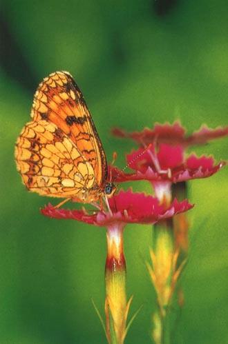 KoreanButfly17-False heath fritillary butterfly.jpg