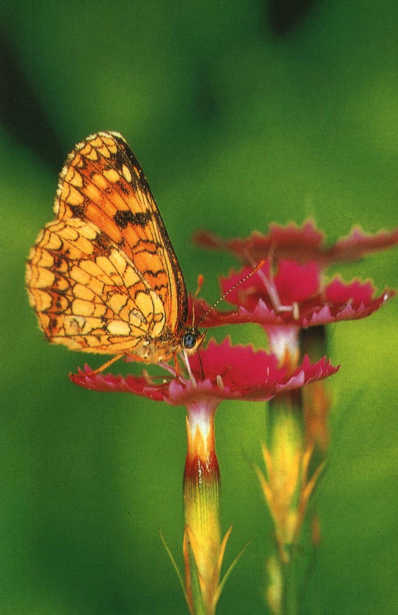 KoreanButfly17L-False heath fritillary butterfly.jpg
