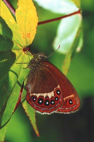 KoreanButfly18-Scarce heath butterfly.jpg