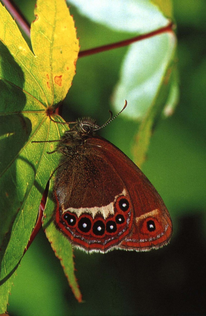 KoreanButfly18L-Scarce heath butterfly.jpg