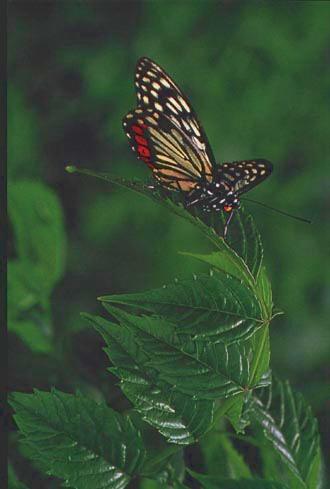 KoreanButfly20-Chinese red-spotted butterfly.jpg