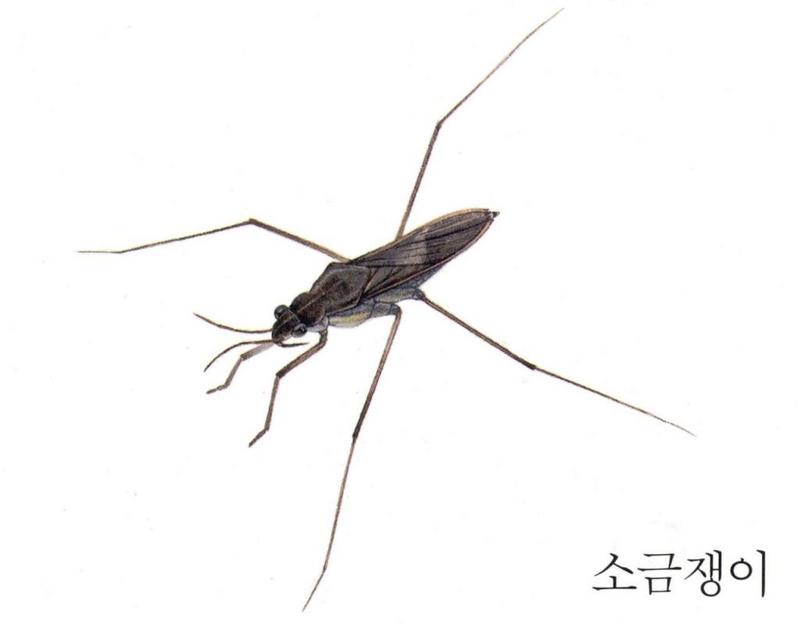 Korean Aquatic Insect01-Paludum WaterStrider J01.jpg