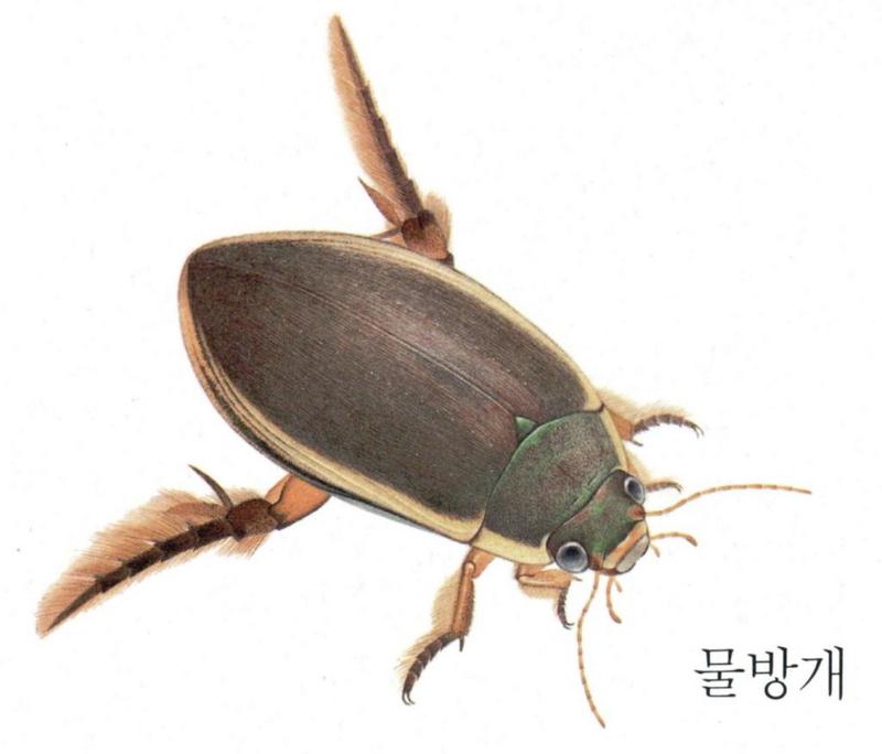 Korean Aquatic Insect02-Japanese Predacious Diving Beetle J01.jpg