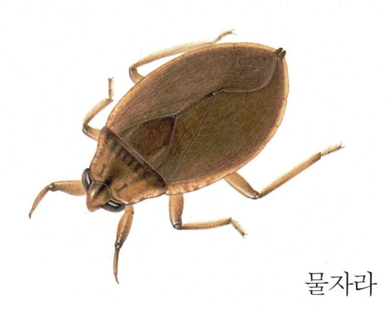 Korean Aquatic Insect03-Muljara J01-Muljarus japonicus.jpg