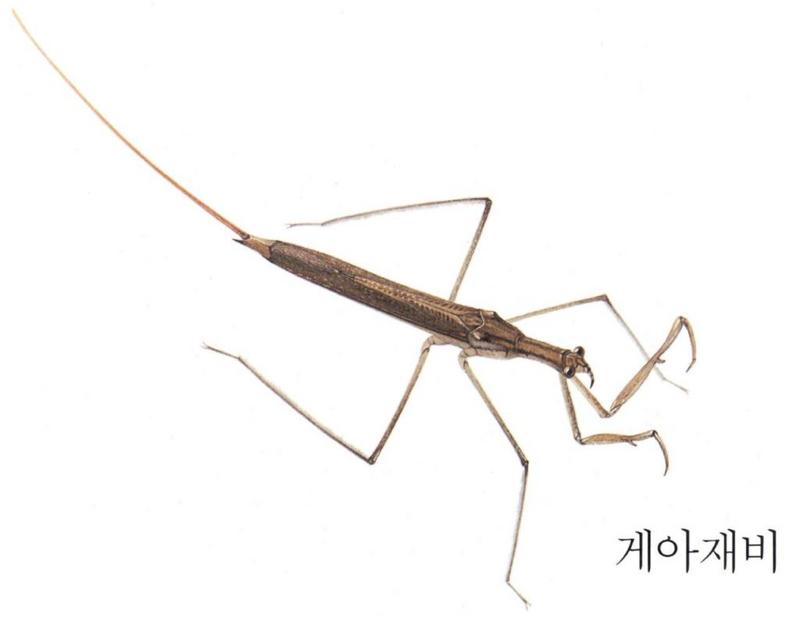 Korean Aquatic Insect04-Korean Water Mantis J02.jpg