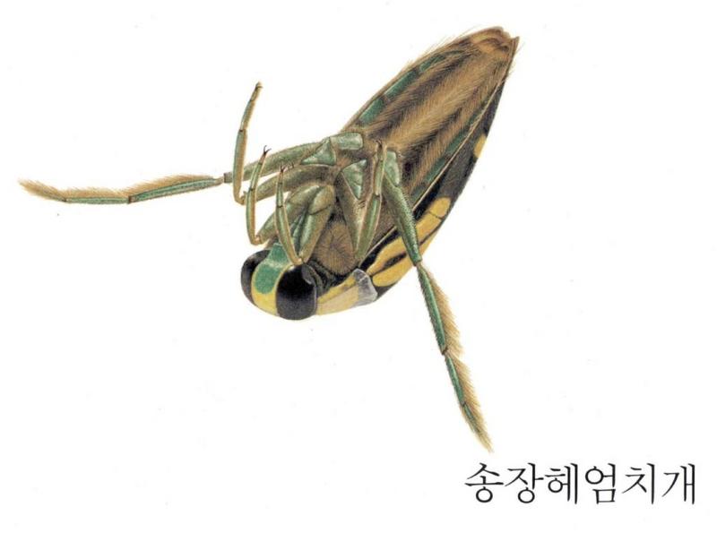 Korean Aquatic Insect05-Korean Common Backswimmer J01.jpg