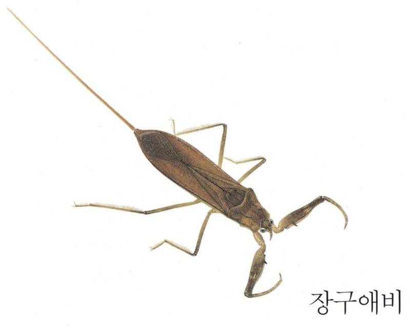 Korean Aquatic Insect06-Japanese Water Scorpion J01.jpg