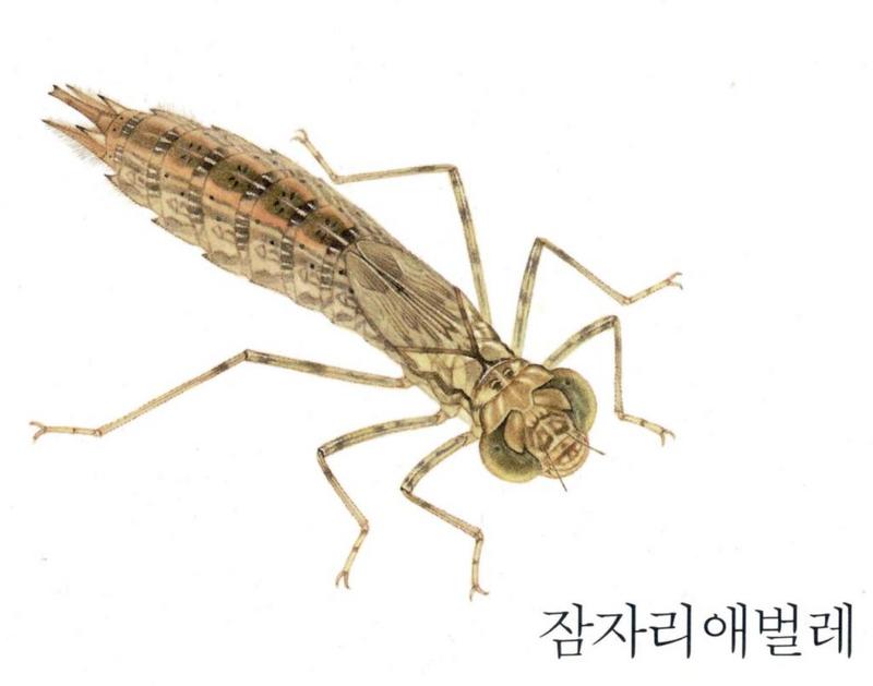 Korean Aquatic Insect07-Dragonfly Larva J01.jpg