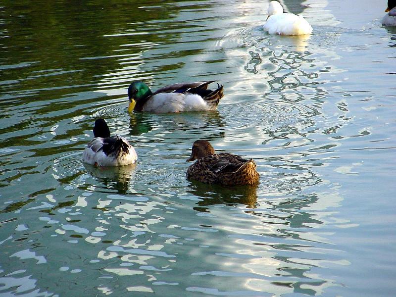 Korean Bird-Mallard Ducks JS003-by Jinsuk Kim.jpg