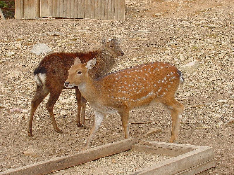 Korean Mammal-Manchurian Sika Deer JS003-by Jinsuk Kim.jpg