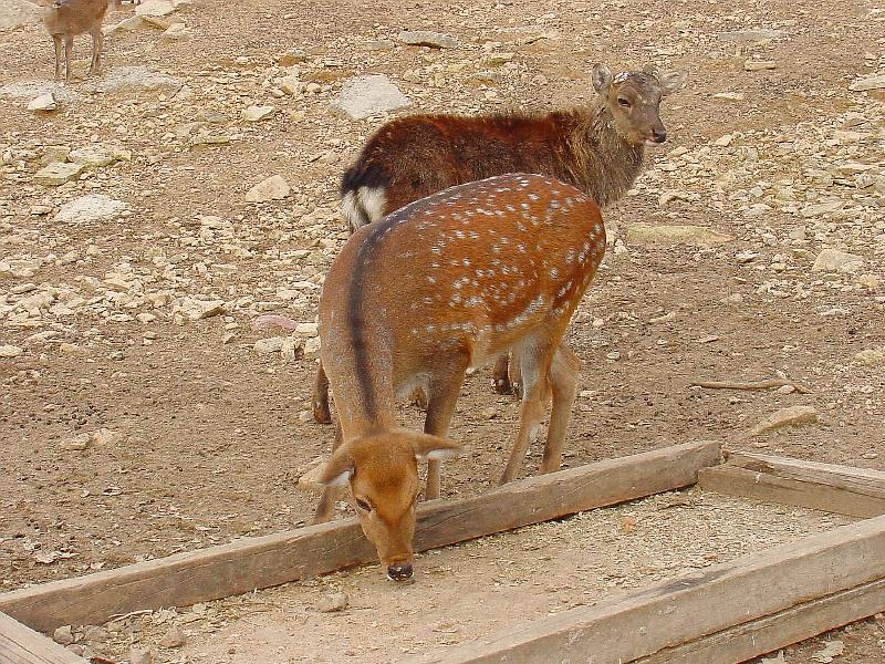Korean Mammal-Manchurian Sika Deer JS004-by Jinsuk Kim.jpg