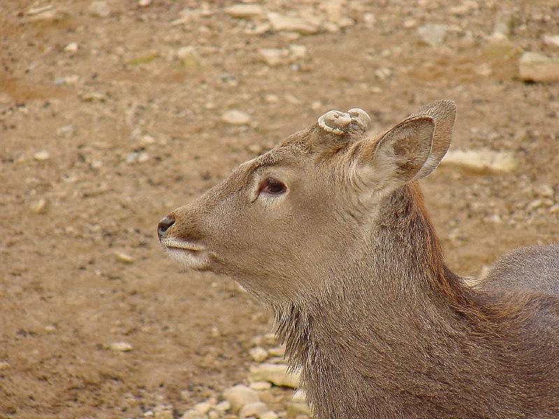 Korean Mammal-Manchurian Sika Deer JS007-by Jinsuk Kim.jpg