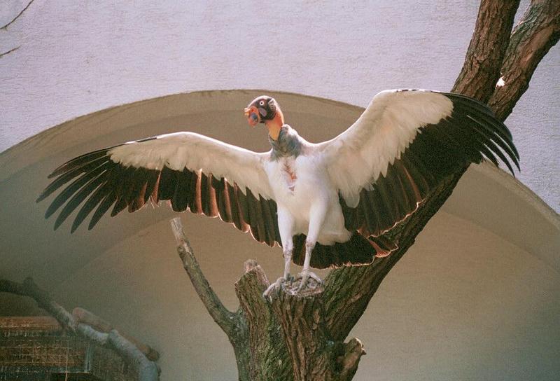 Kvulture1-King Vulture-from Wilhelma Zoo-by Ralf Schmode.jpg