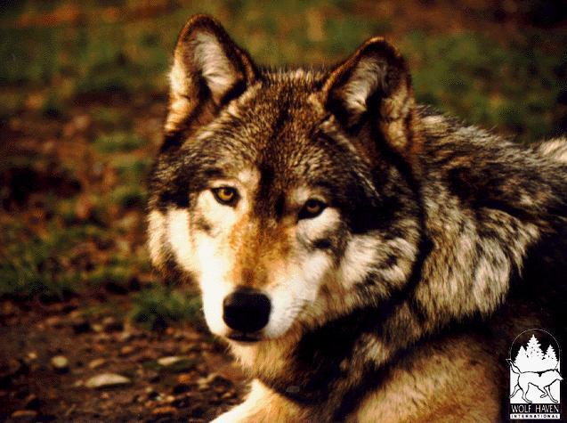 LITTLE 1-European Gray Wolf-by Marco Craamer.jpg