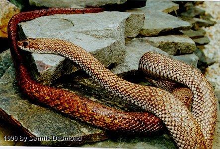 Leioheterodon geayi04-Madagascan Speckled Hognose Snake-by Dennis Desmond.jpg