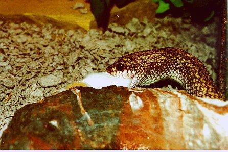 Leioheterodon geayi21-Madagascan Speckled Hognose Snake-by Dennis Desmond.jpg