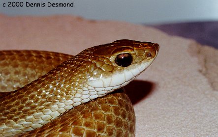 Leioheterodon modestus01-Madagascan blonde hognose snake-by Dennis Desmond.jpg
