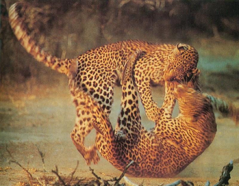 Leopards fighting sm f-by Linda Bucklin.jpg
