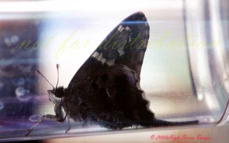 Long-tailed Skipper Butterfly-by Jose Sierra Jr.jpg