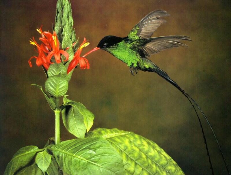 LongtailedHummingbird-SippingNectar.jpg