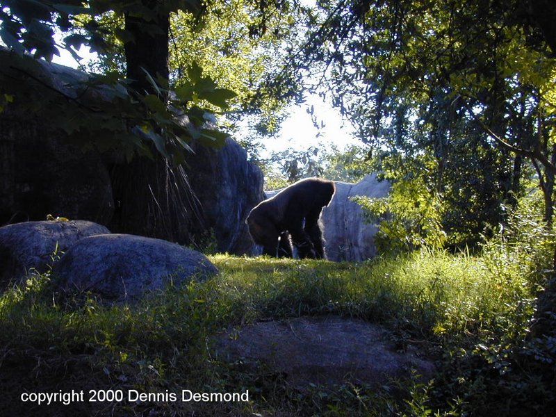 Lowland gorilla-Silverback-by Dennis Desmond.jpg