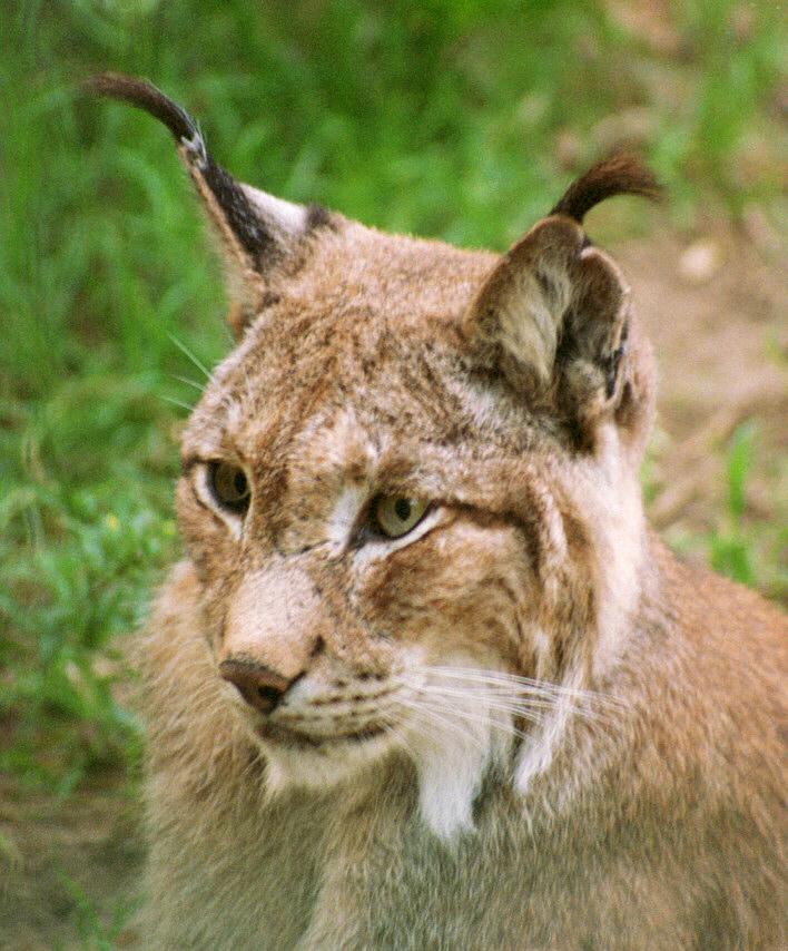 Lynx001-European Lynx-by Ralf Schmode.jpg