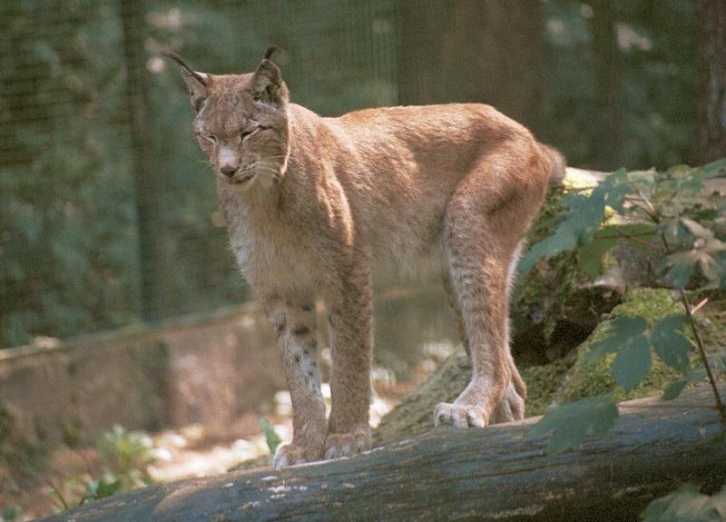 Lynx002-Siberian Lynx-by Ralf Schmode.jpg