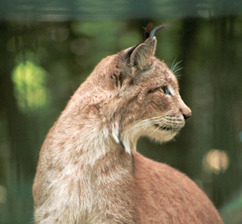 Lynx003-European Lynx-by Ralf Schmode.jpg