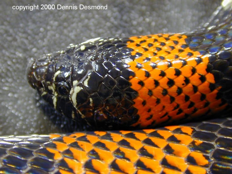 Lystrophis matogrossensis08-Tricolor Hognose Snake-by Dennis Desmond.jpg