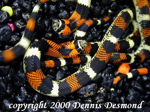 Lystrophis matogrossensis 01-Tricolor Hognose Snakes-by Dennis Desmond.jpg