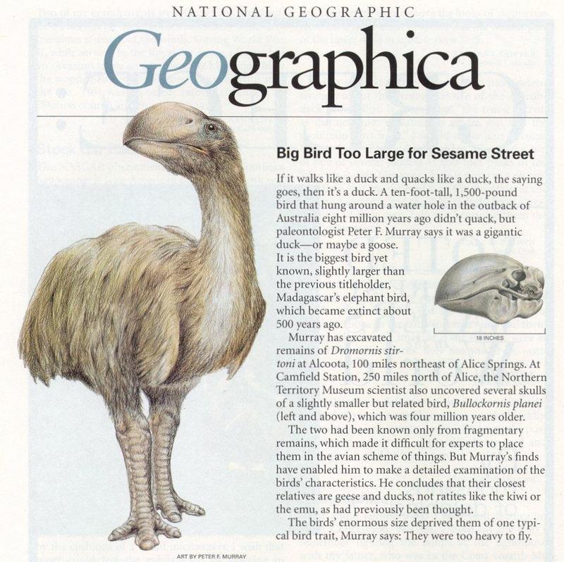 MKramer-Bullockornis planei-Prehistoric Goose-from Australia.jpg