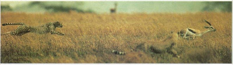 MKramer-Cheetahs en gazelle.jpg